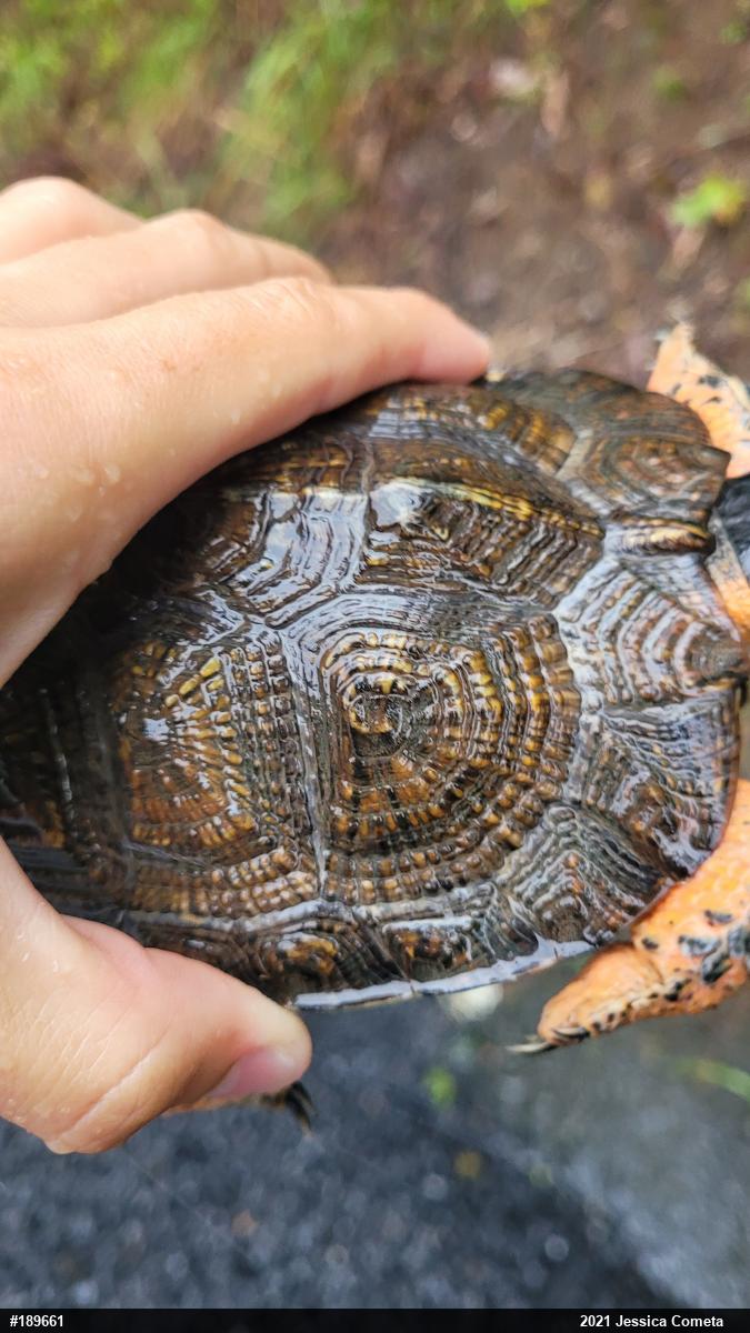 Wood Turtle