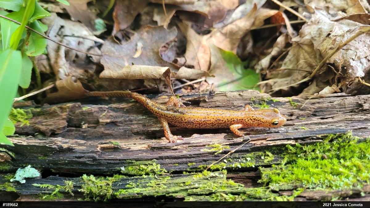 Eastern Long-tailed Salamander