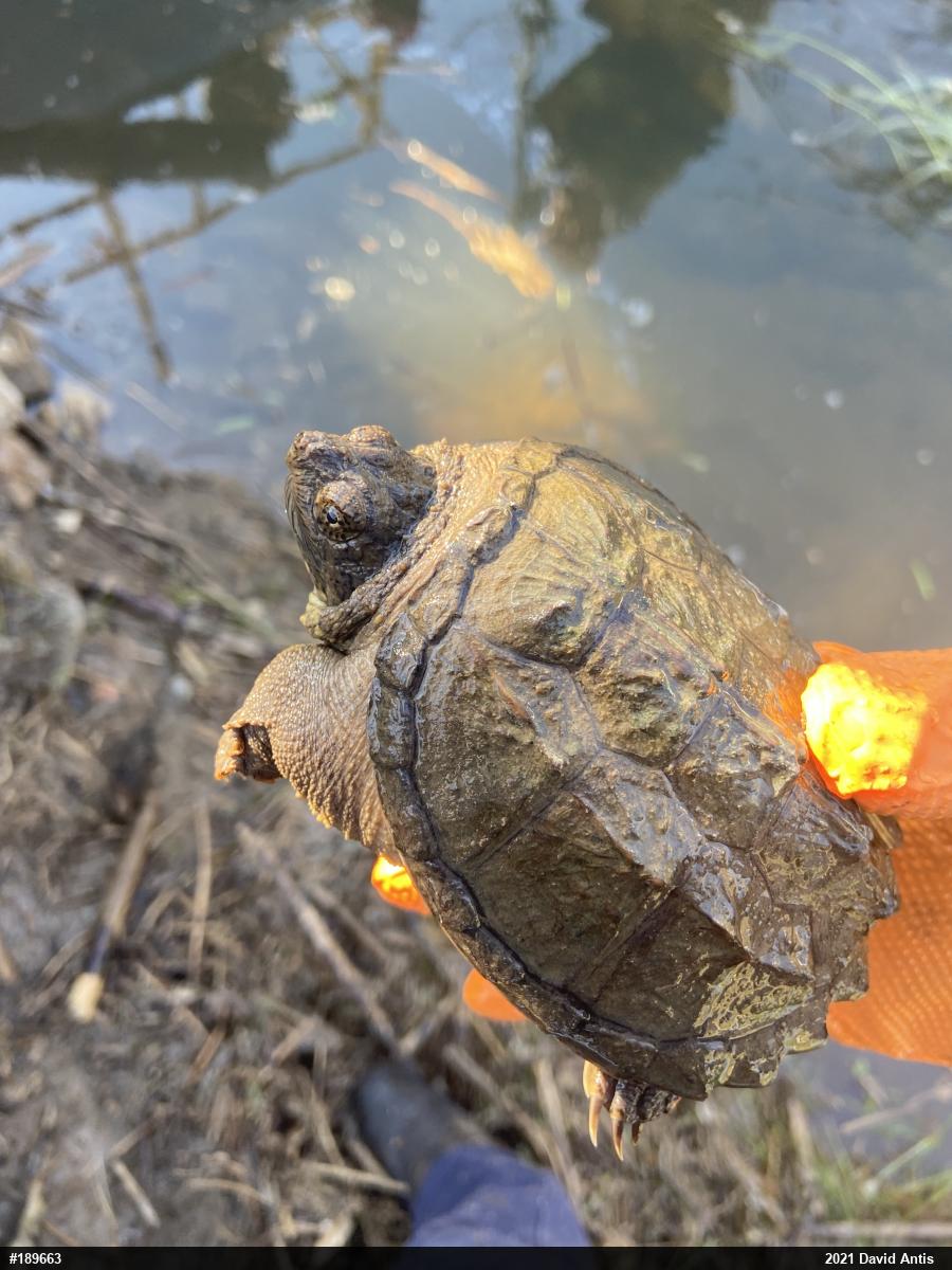 Snapping Turtle