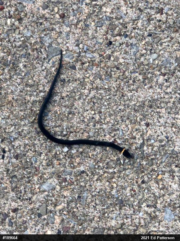 Northern Ring-necked Snake