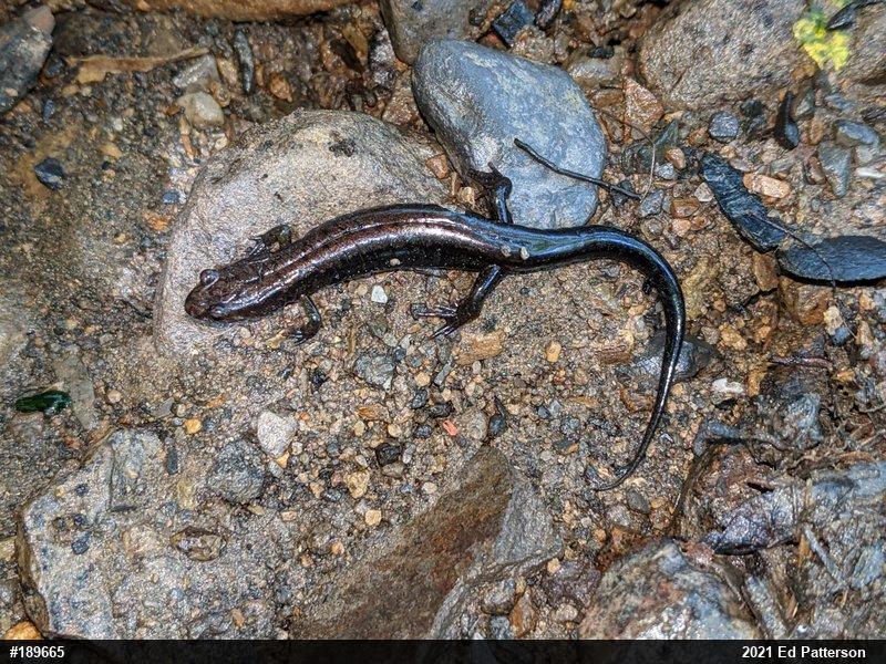 Allegheny Mountain Dusky Salamander