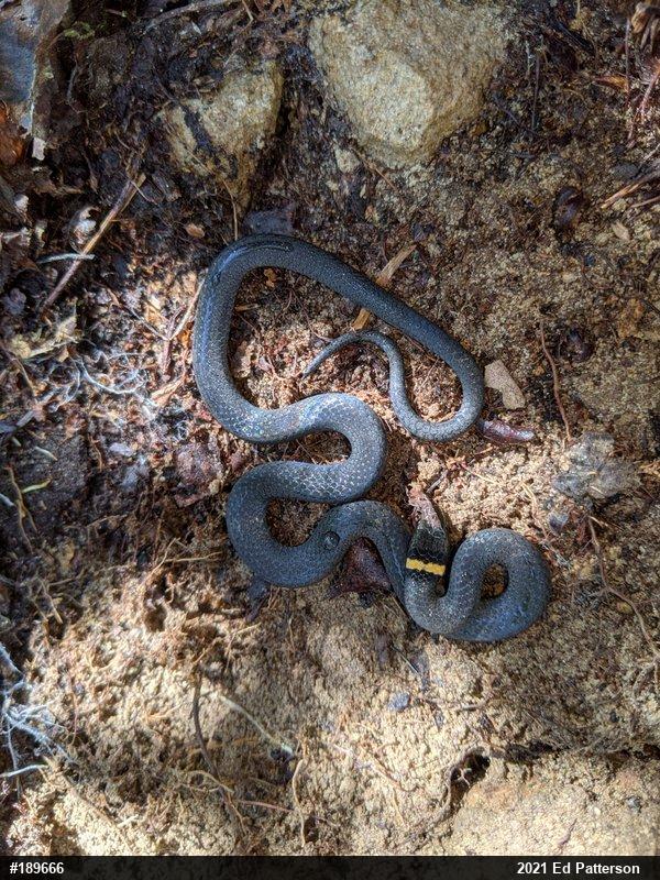 Northern Ring-necked Snake