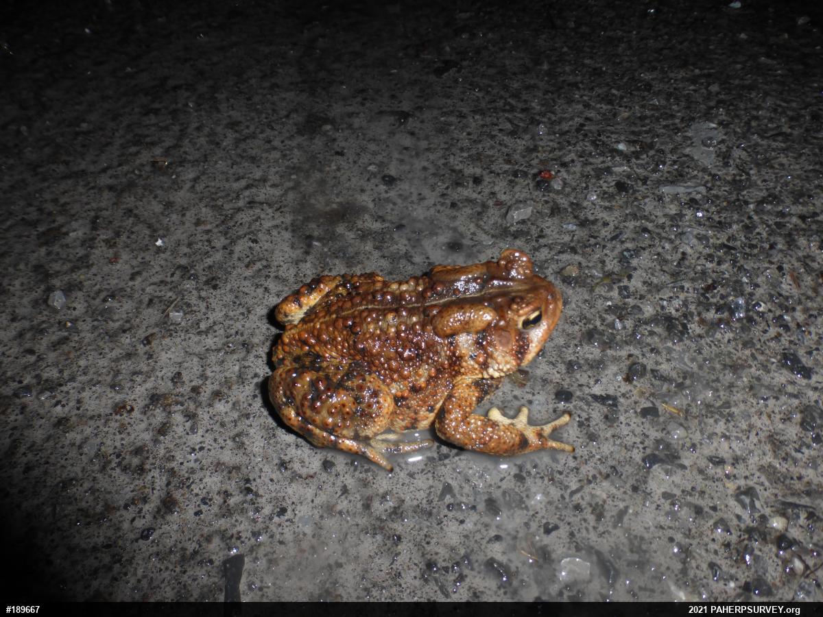 Eastern American Toad