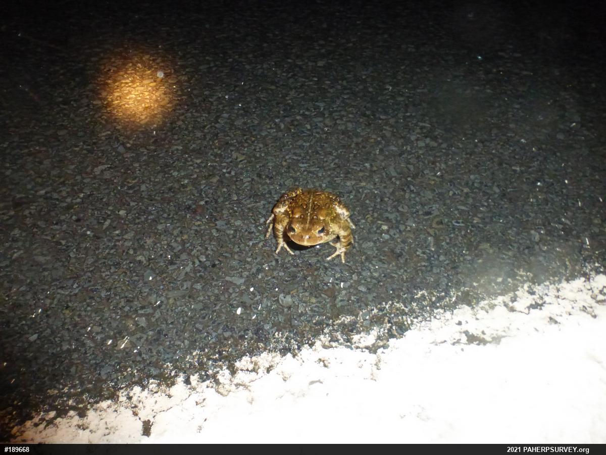 Eastern American Toad