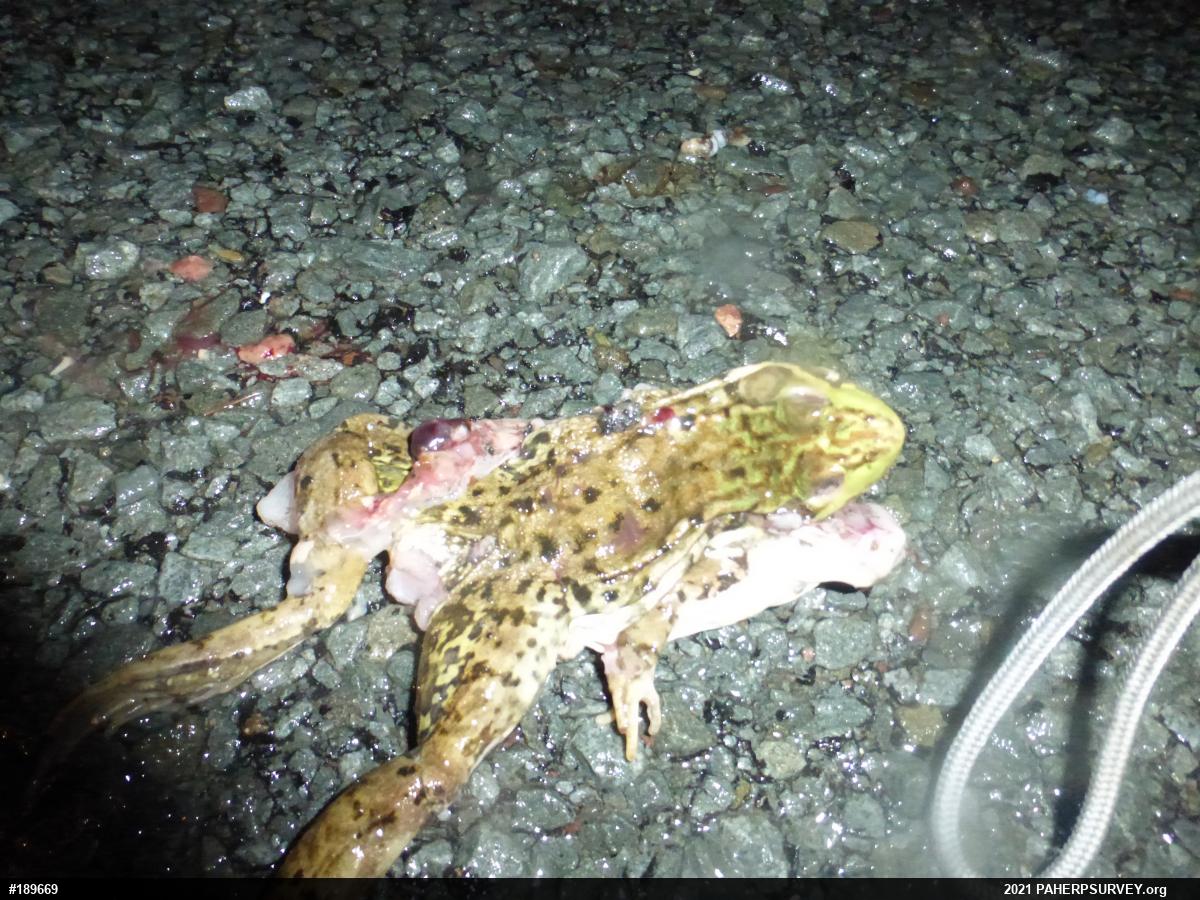 Green Frog