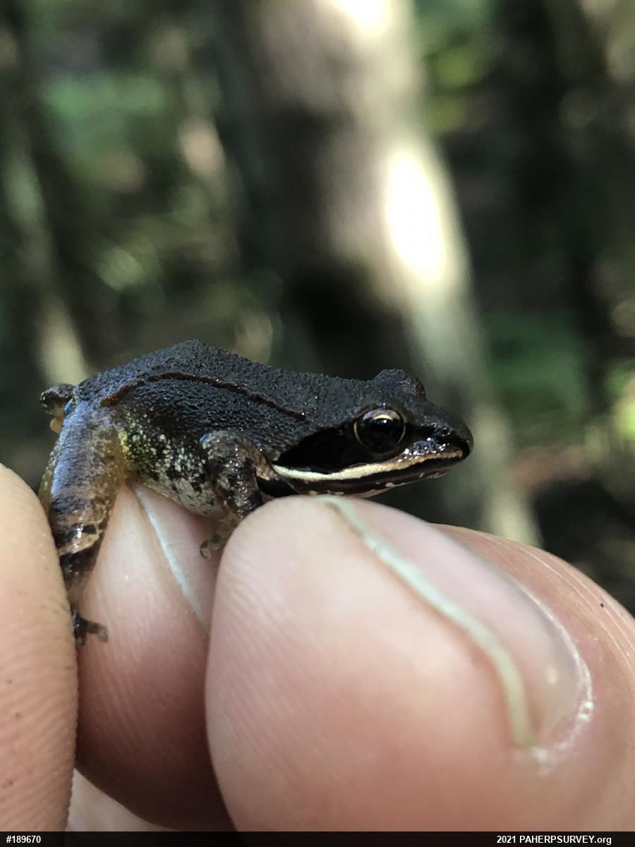 Wood Frog