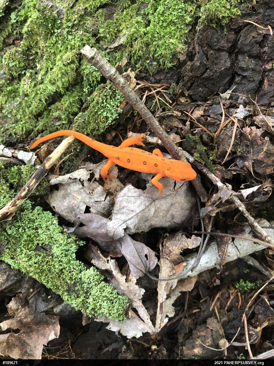 Red-spotted Newt