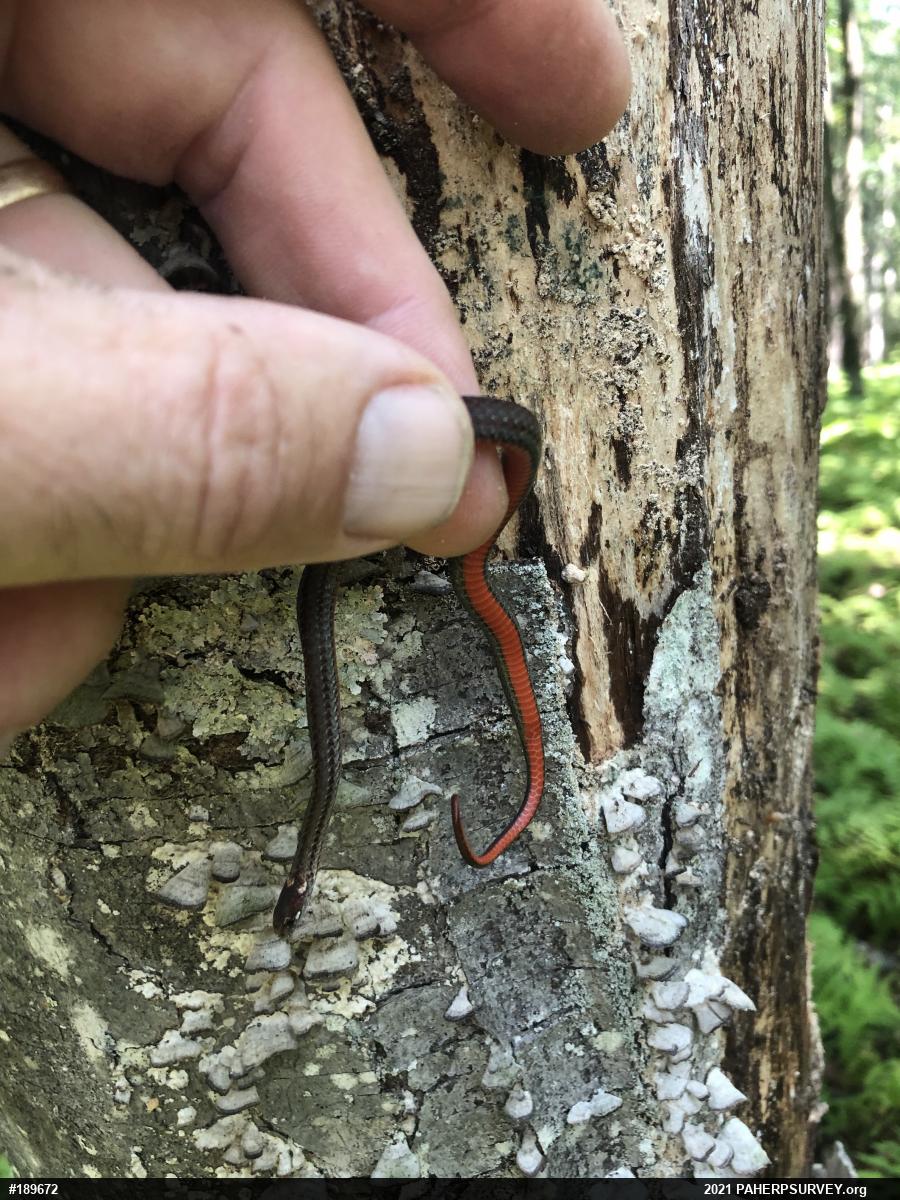 Red-bellied Snake