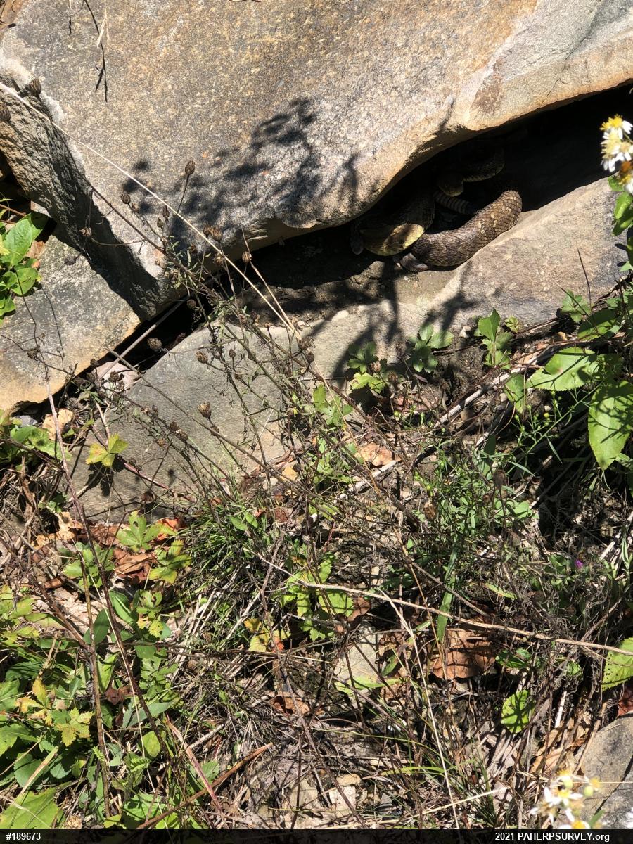 Timber Rattlesnake