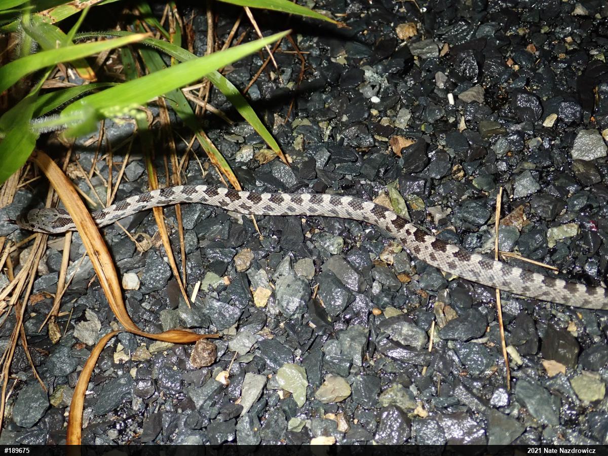 Eastern Ratsnake