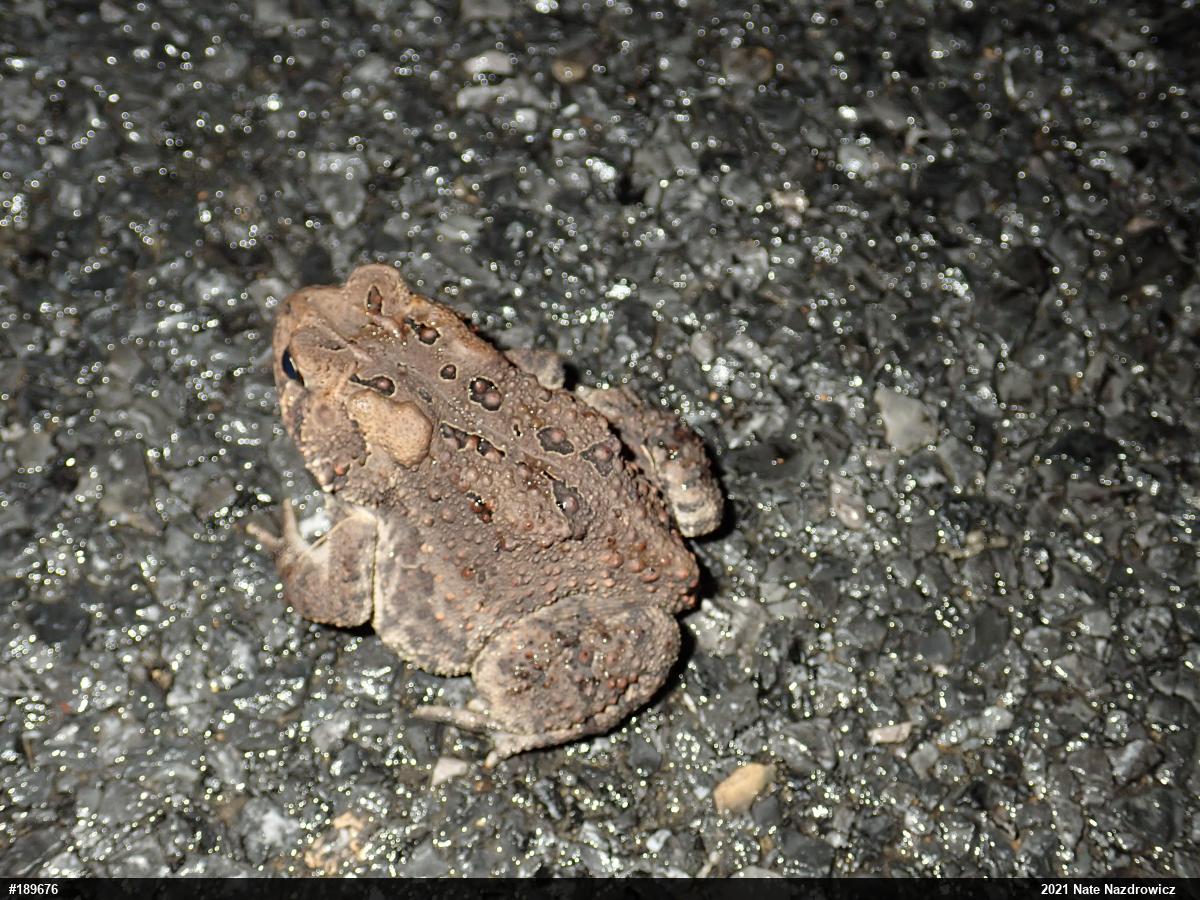 Eastern American Toad