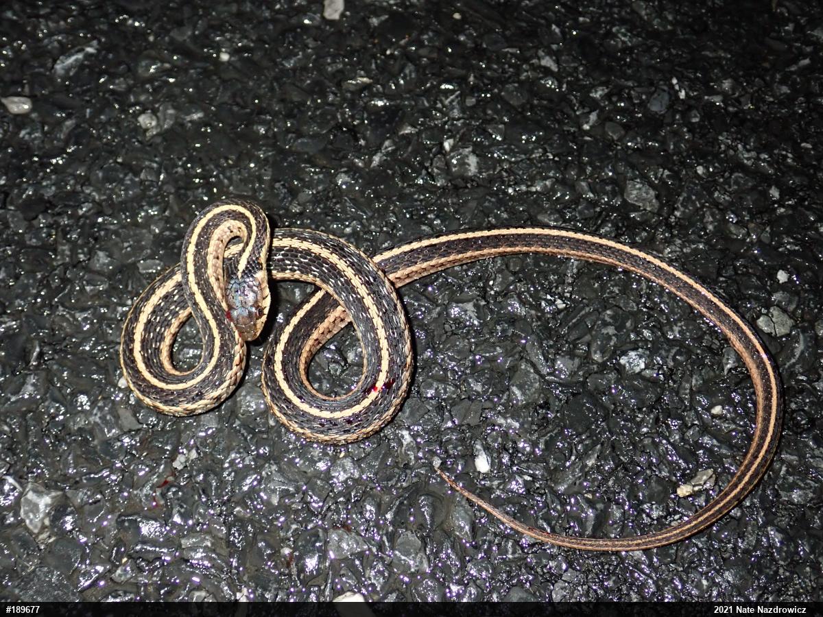 Eastern Gartersnake