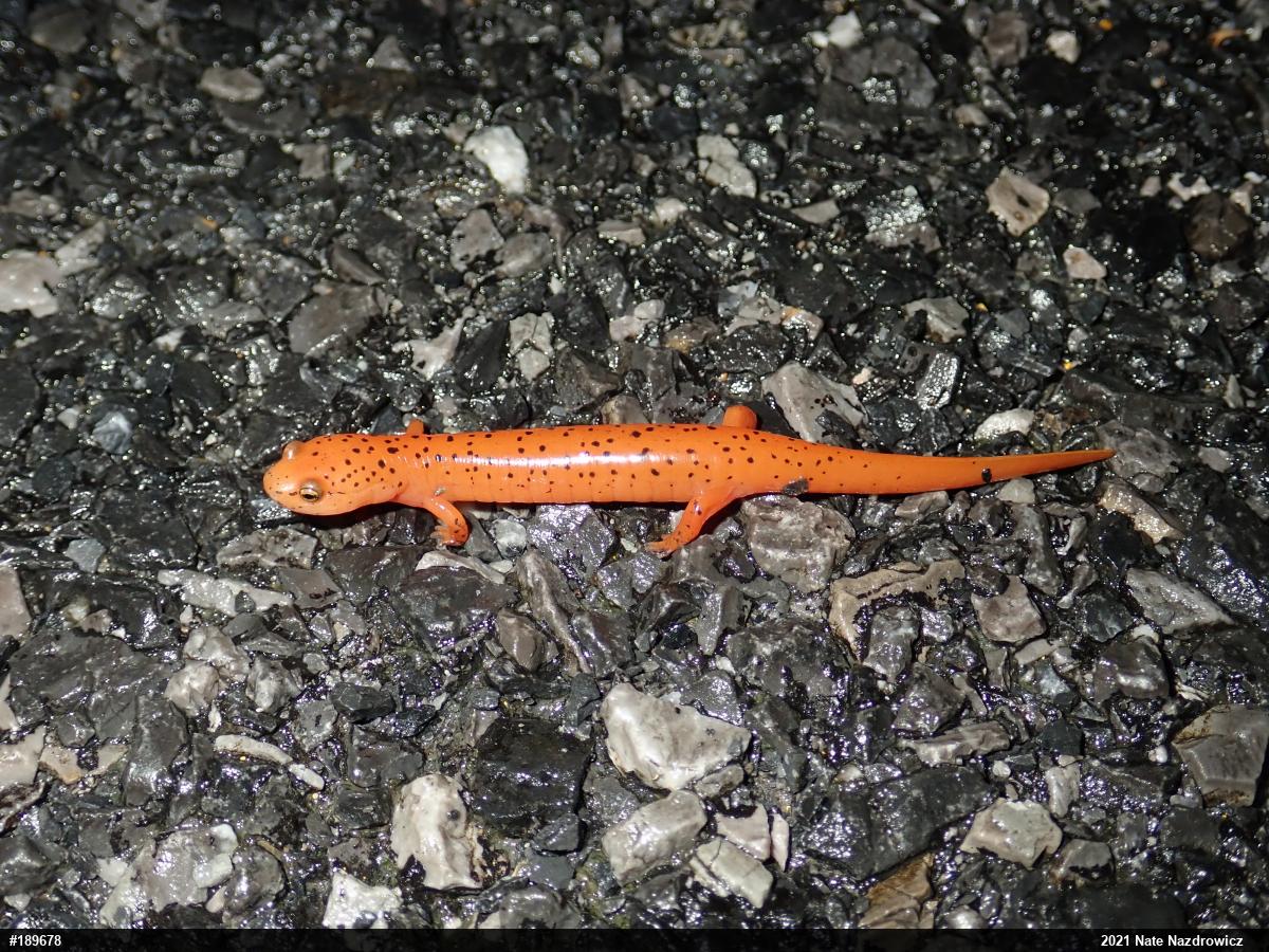 Northern Red Salamander
