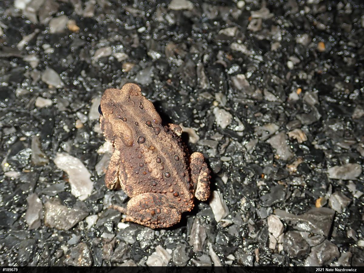 Eastern American Toad