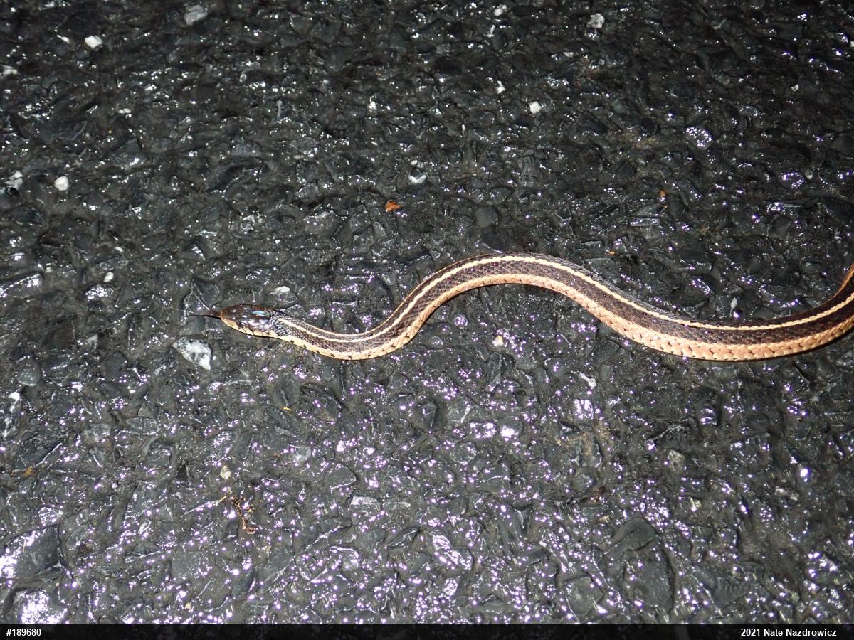 Eastern Gartersnake