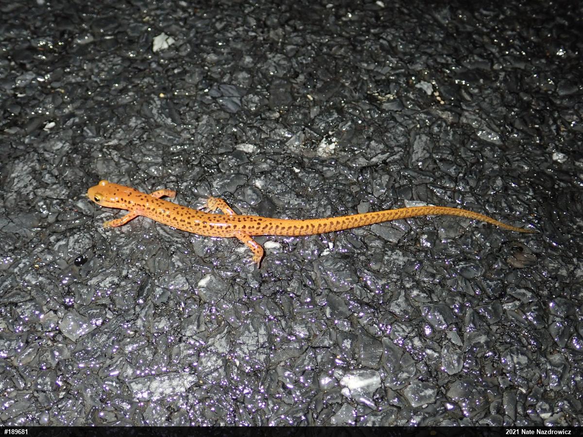Eastern Long-tailed Salamander