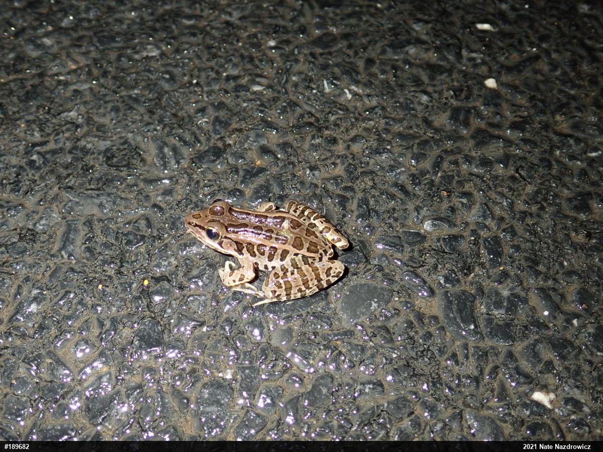 Pickerel Frog