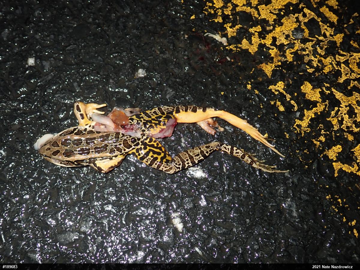Pickerel Frog