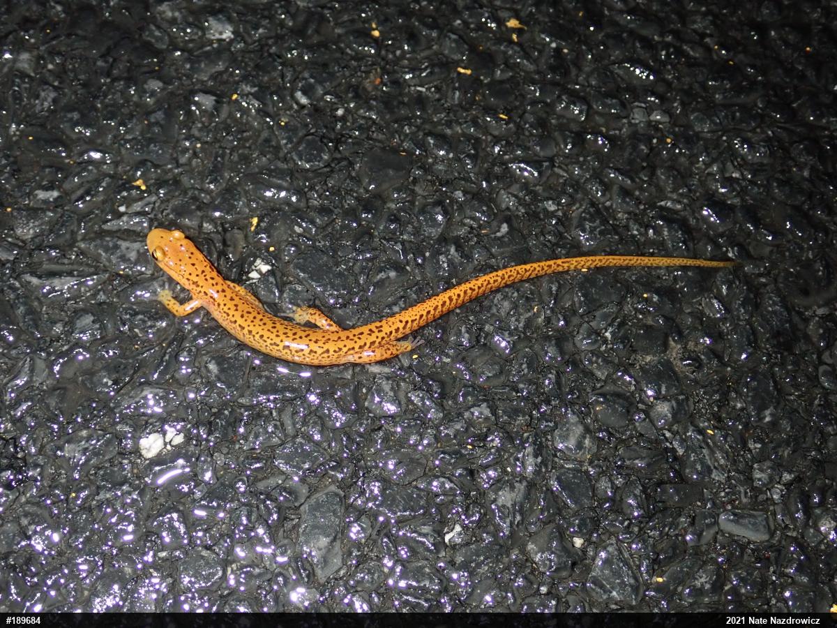 Eastern Long-tailed Salamander