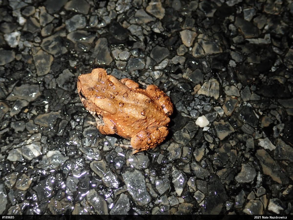 Eastern American Toad