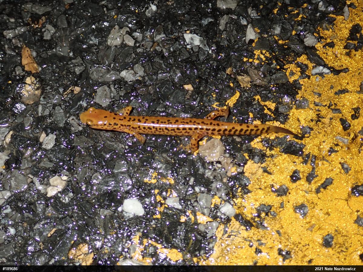 Eastern Long-tailed Salamander