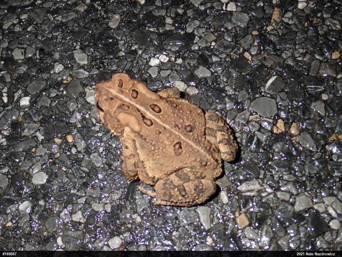 Eastern American Toad