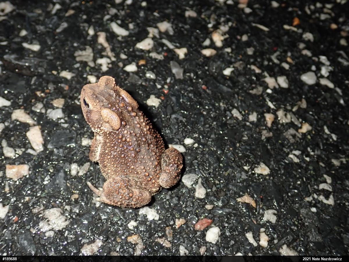 Eastern American Toad