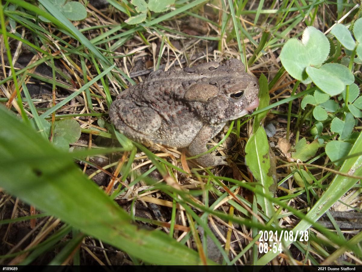 Eastern American Toad