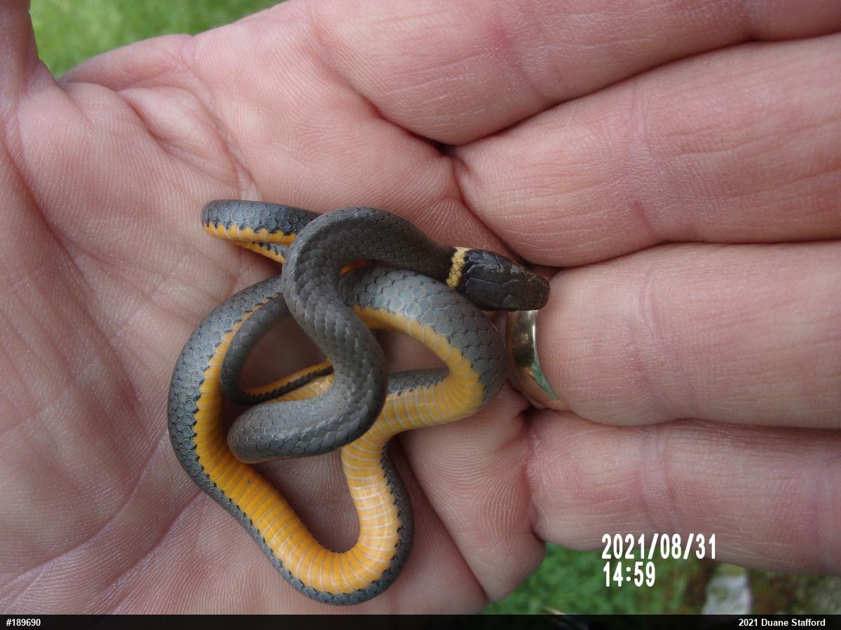 Northern Ring-necked Snake