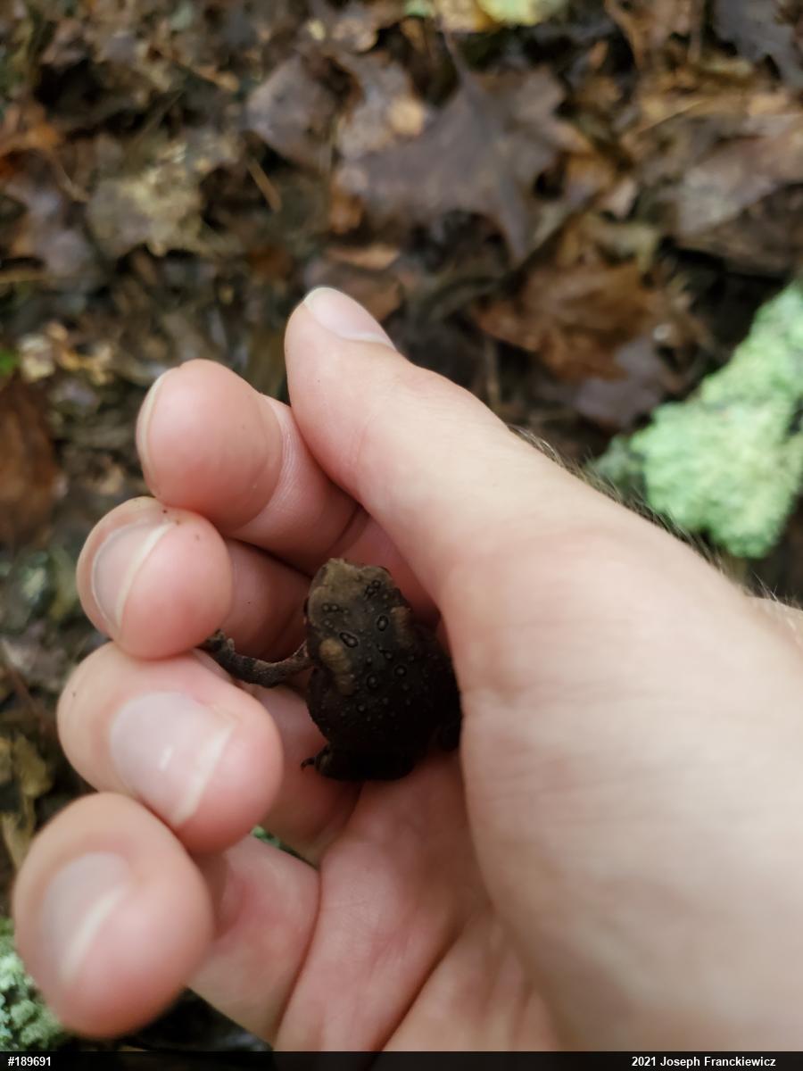 Eastern American Toad