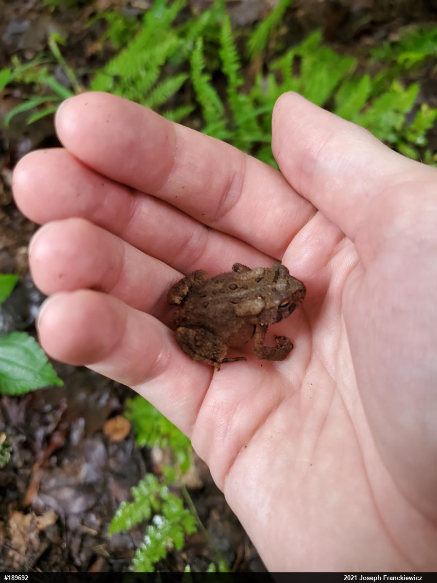 Eastern American Toad