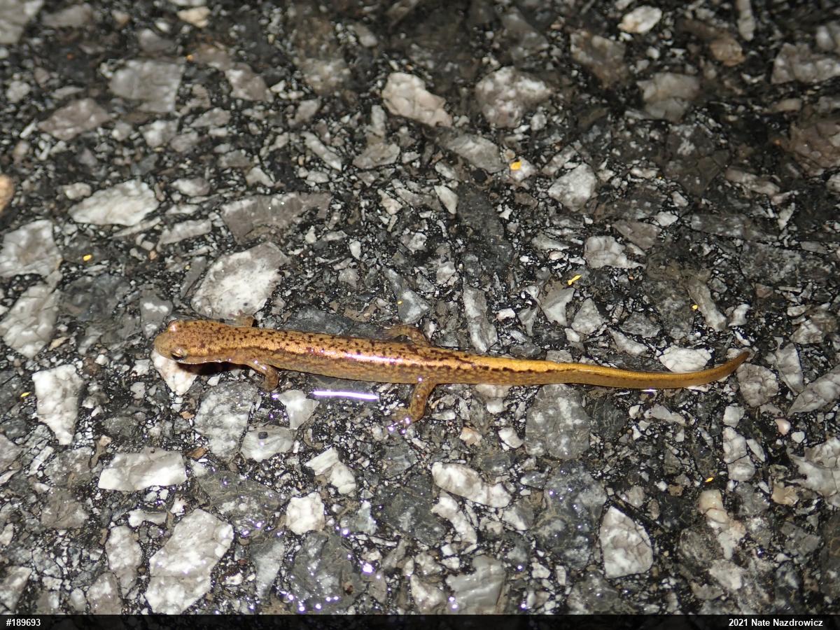 Northern Two-lined Salamander