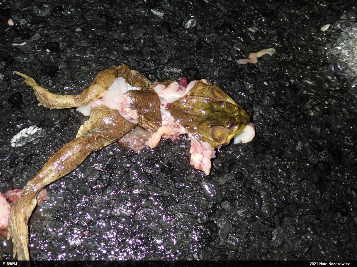 Green Frog