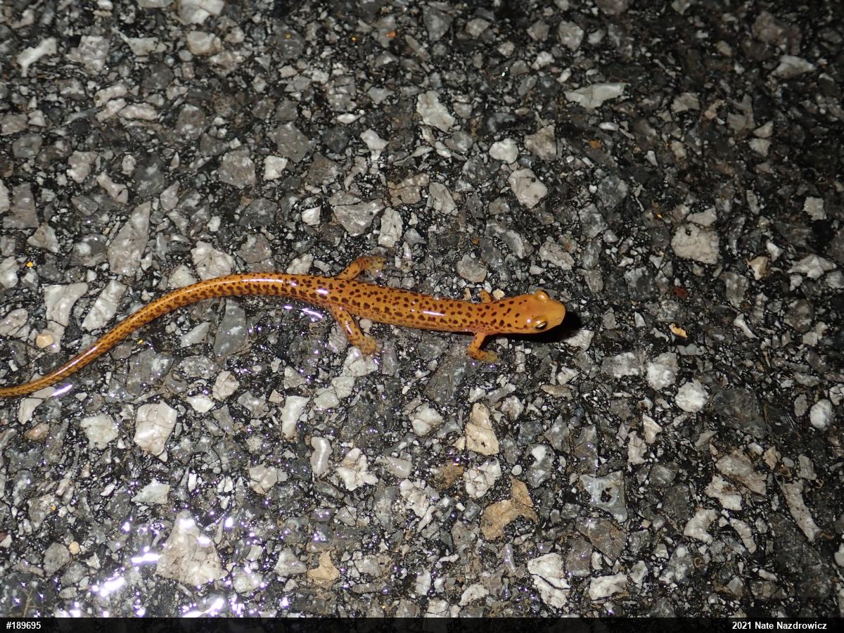 Eastern Long-tailed Salamander