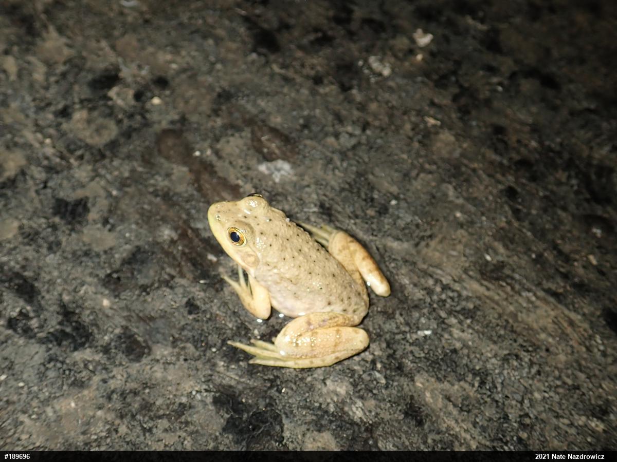 American Bullfrog