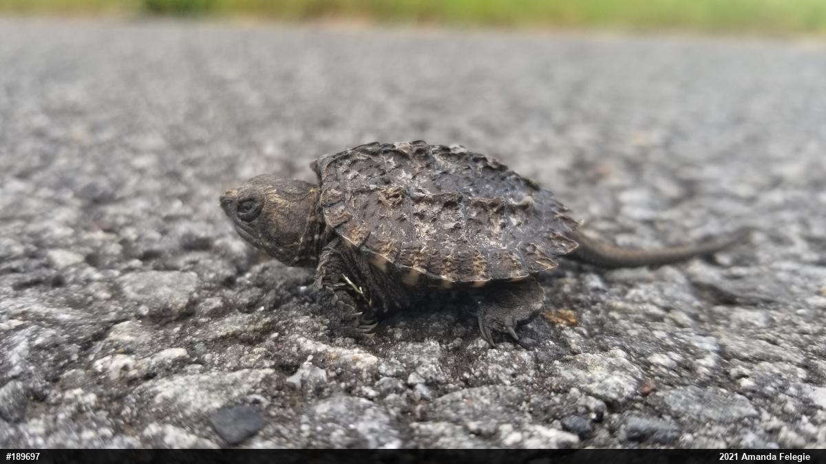 Snapping Turtle