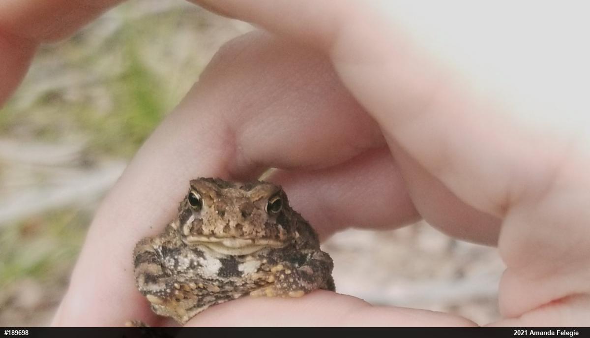 Eastern American Toad