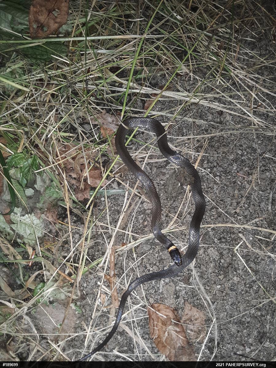Northern Ring-necked Snake