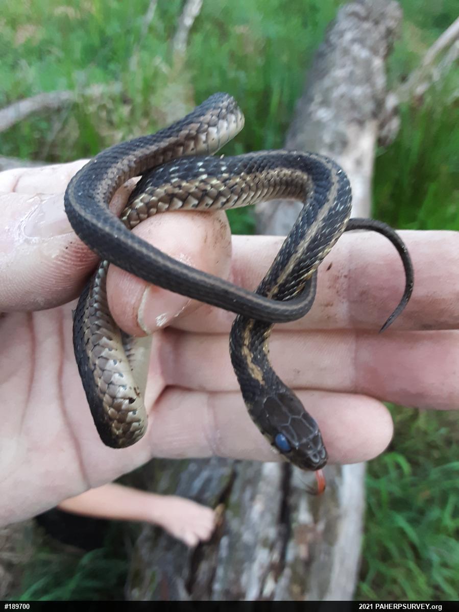Eastern Gartersnake