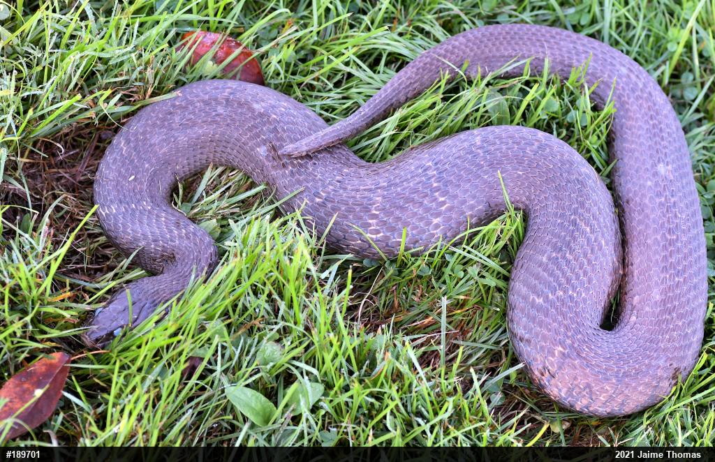 Northern Watersnake