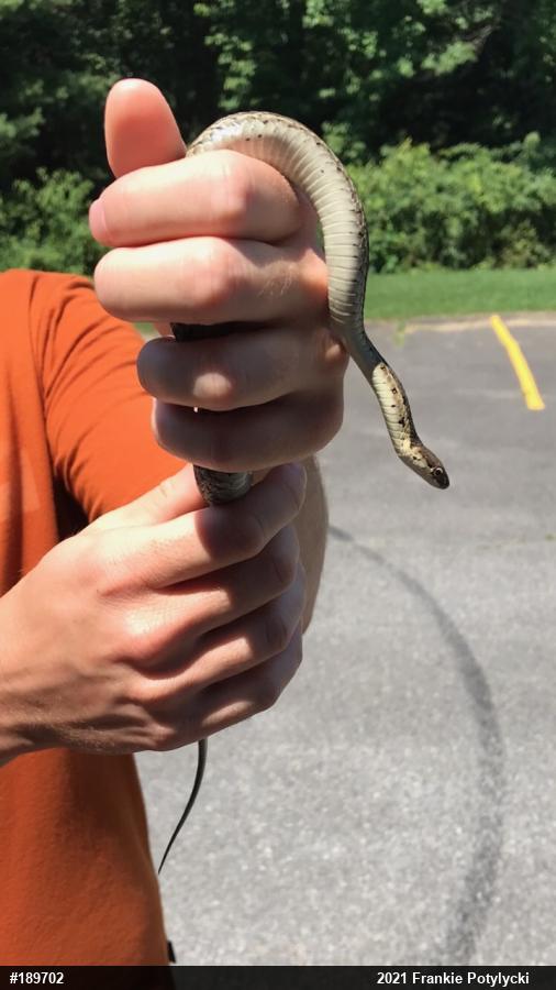 Eastern Gartersnake