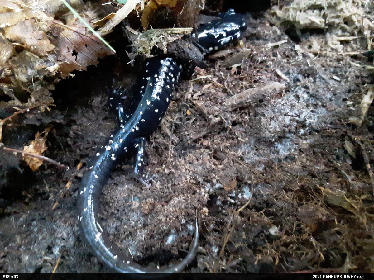 Northern Slimy Salamander