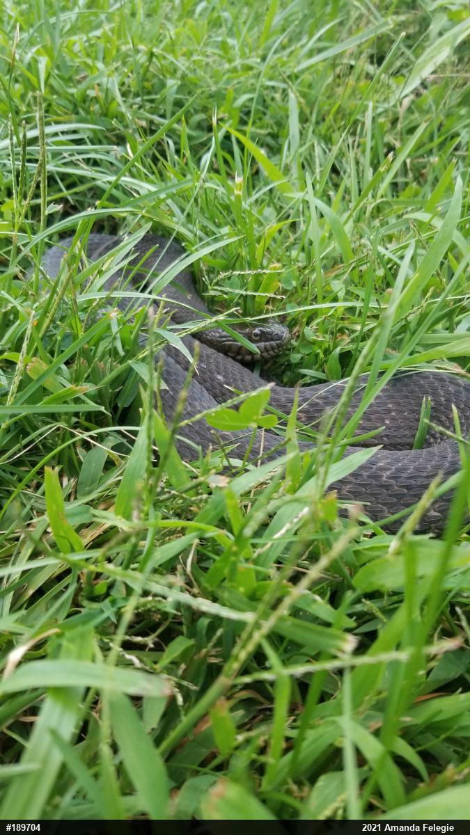 Northern Watersnake