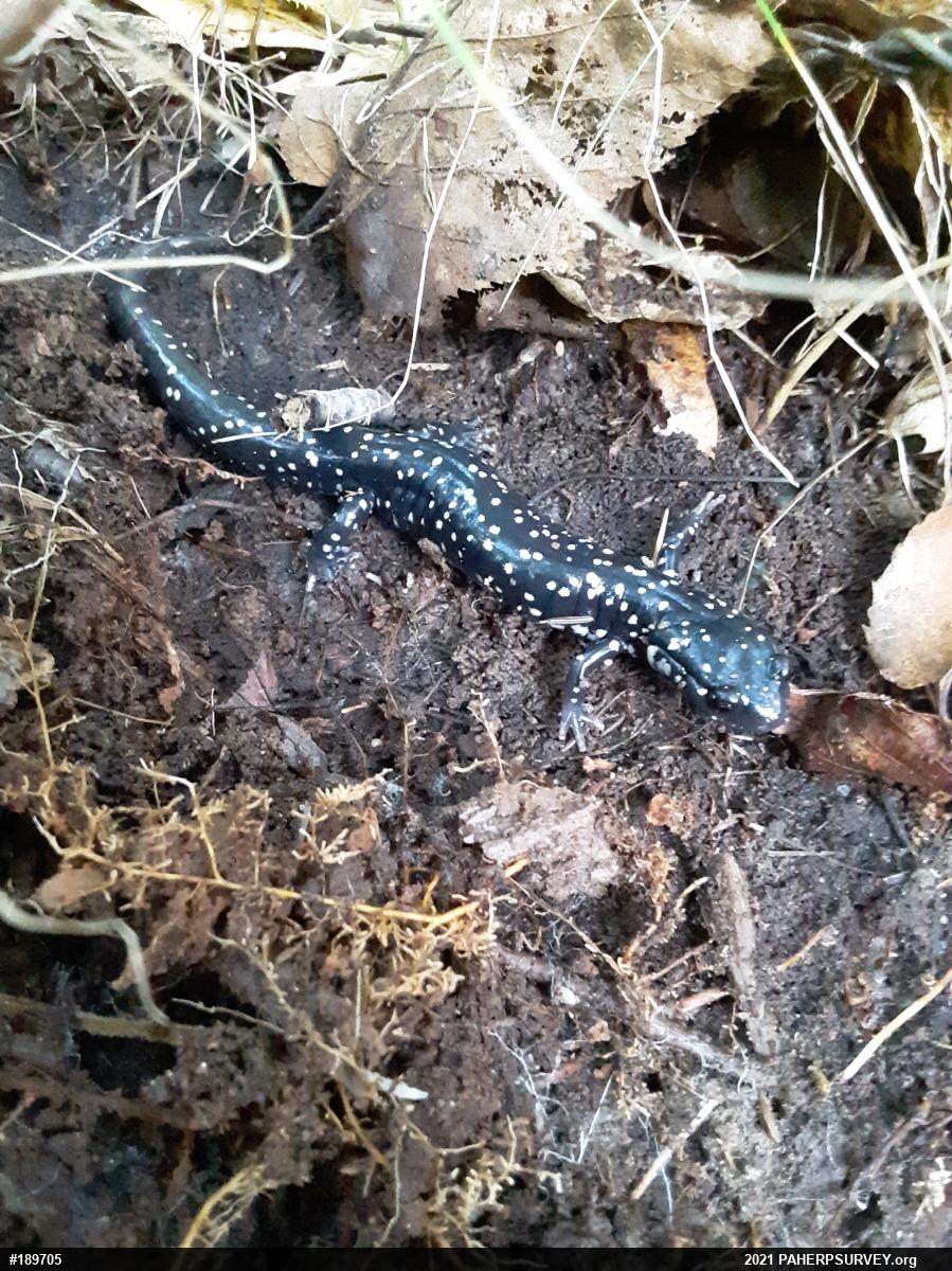 Northern Slimy Salamander