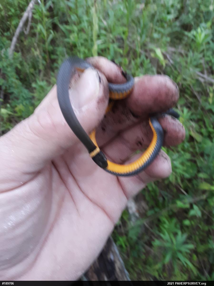 Northern Ring-necked Snake