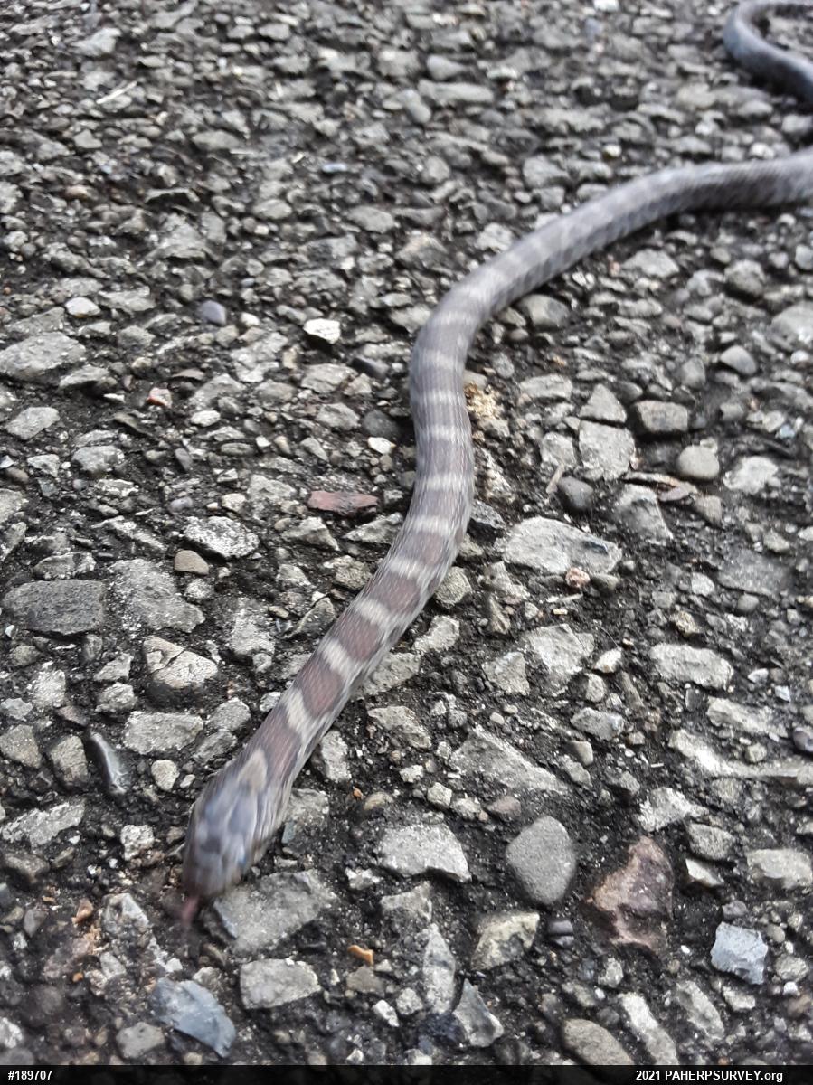 Eastern Milksnake