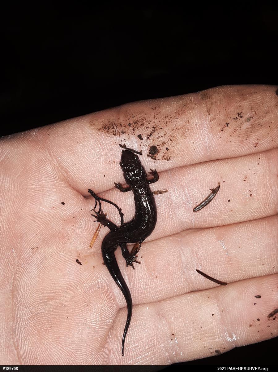 Allegheny Mountain Dusky Salamander