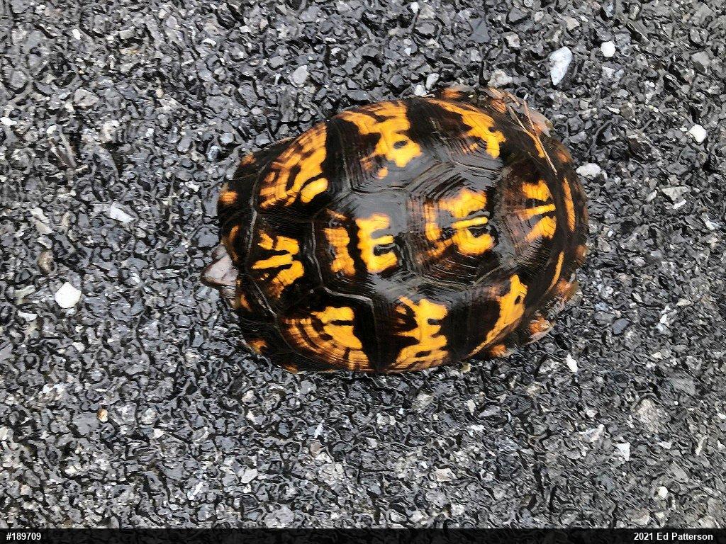 Eastern Box Turtle
