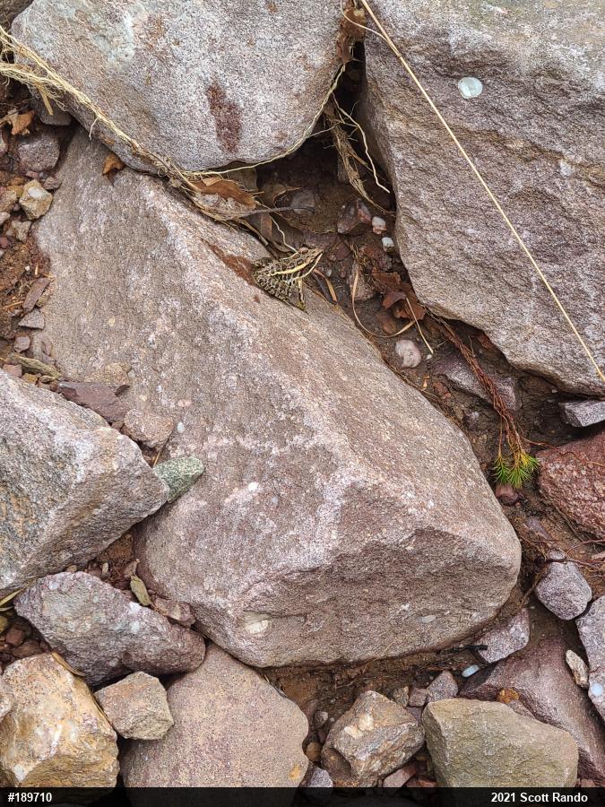 Pickerel Frog