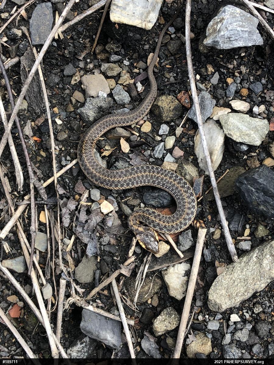 Eastern Gartersnake